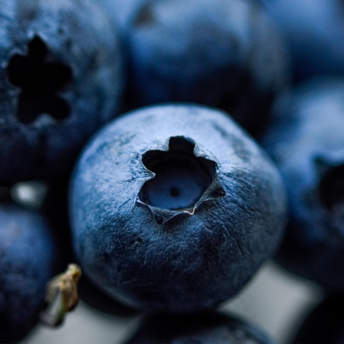 Blueberry Muffin